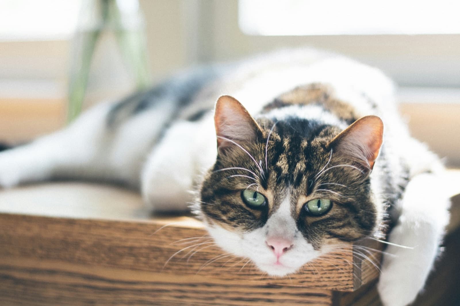 Chat contemplatif au repos