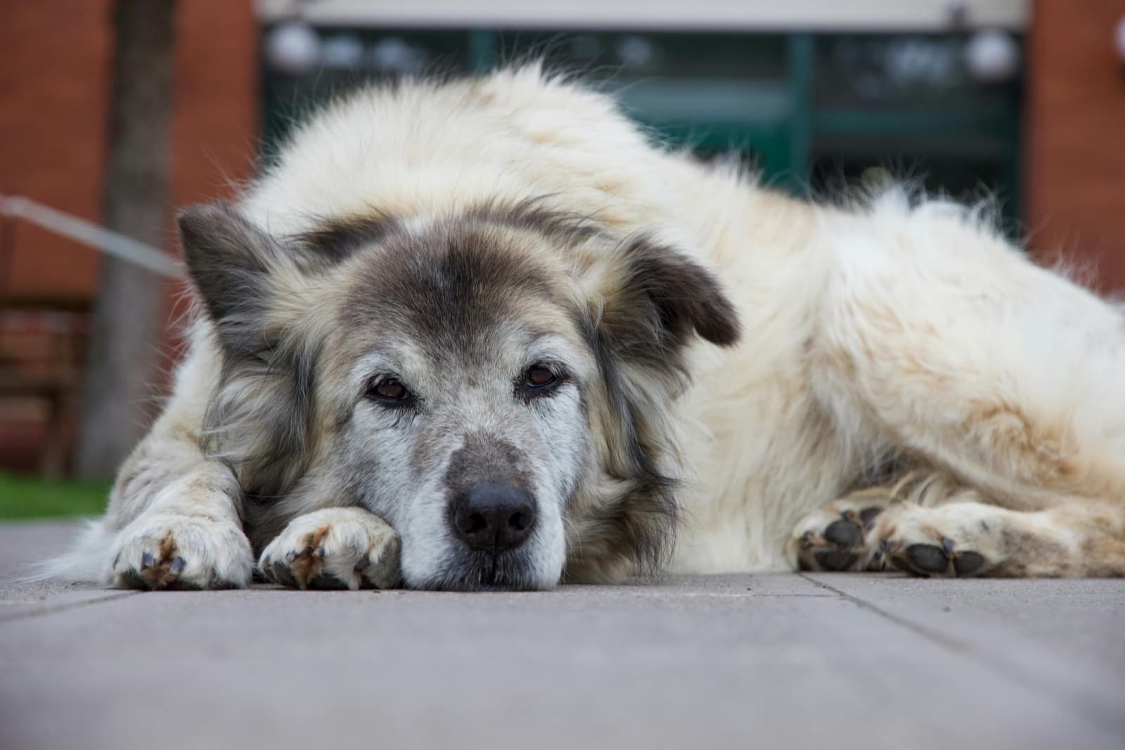 Grand chien age couche paisiblement