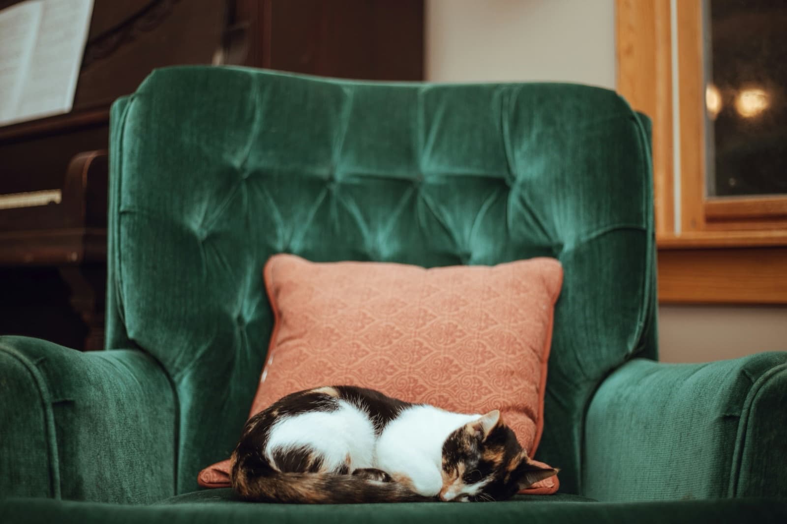 Chat endormi paisiblement dans un fauteuil