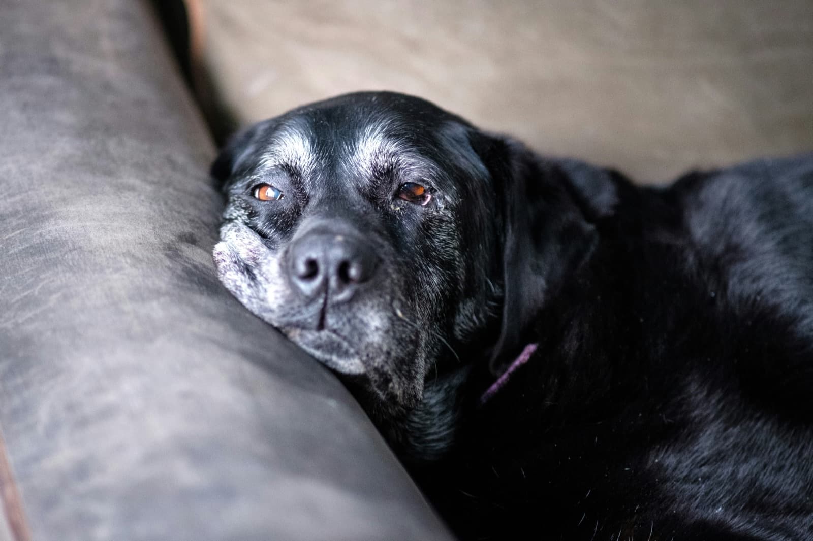 Chien age couche paisiblement
