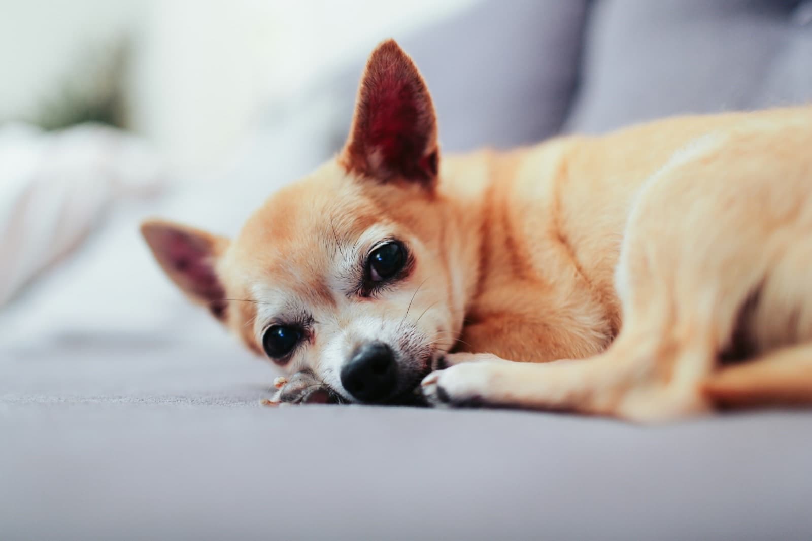 Animal senior recevant des soins