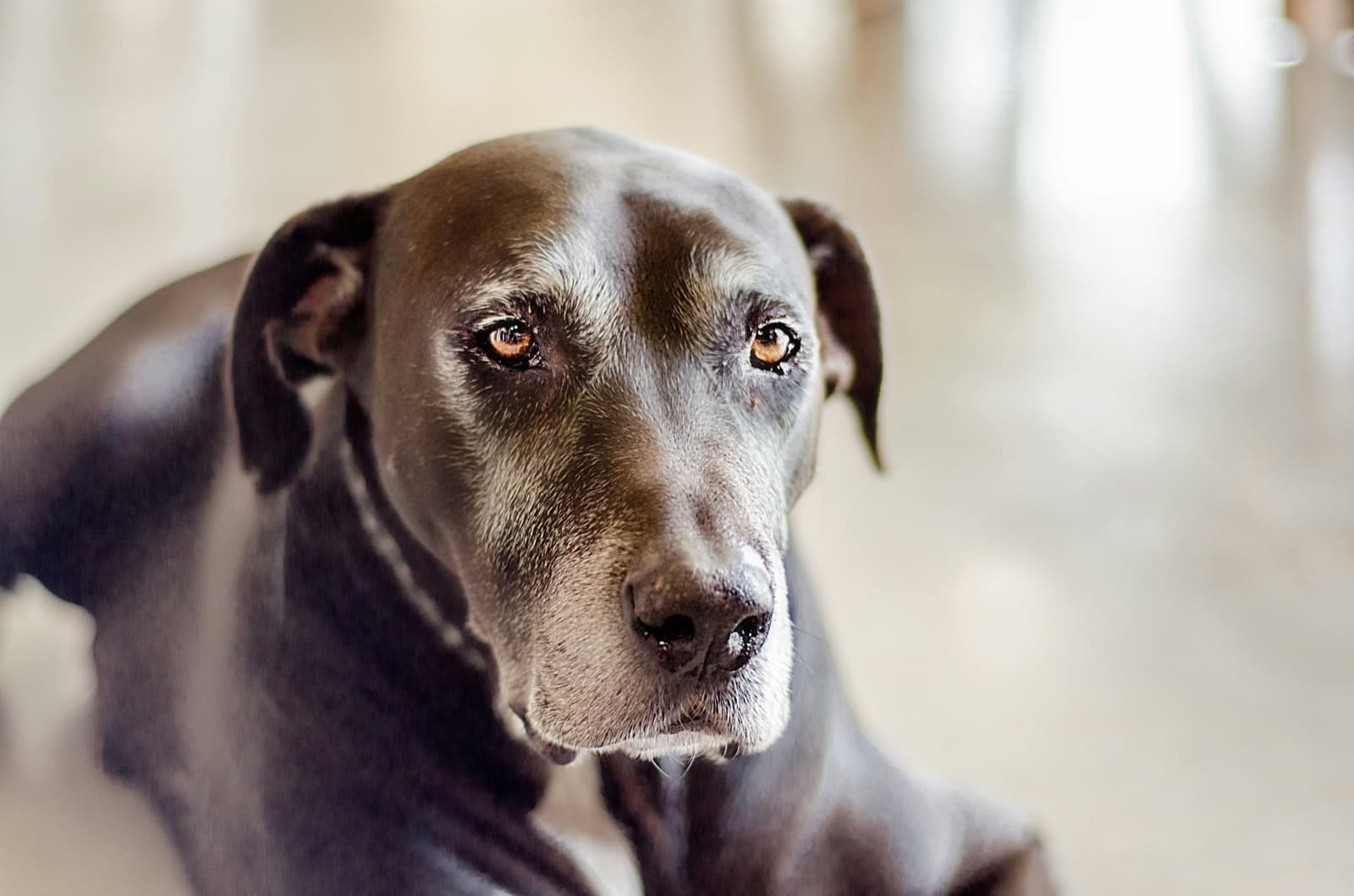 Chien age au regard doux