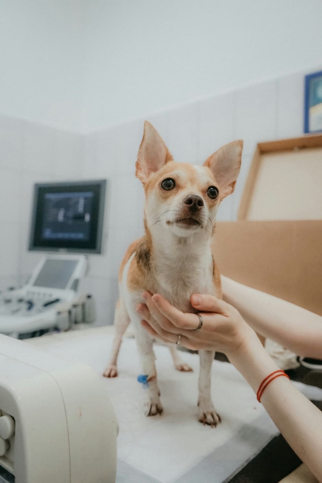 Chien recevant des soins vétérinaires